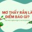 Mơ thấy rắn là điềm lành hay dữ? Giải mã ý nghĩa và gợi ý con số phát tài